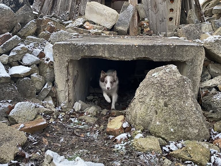 Luna, Chocolate-Merle Border Collie Hündin, beim Rettungshund-Training auf Trümmersuche