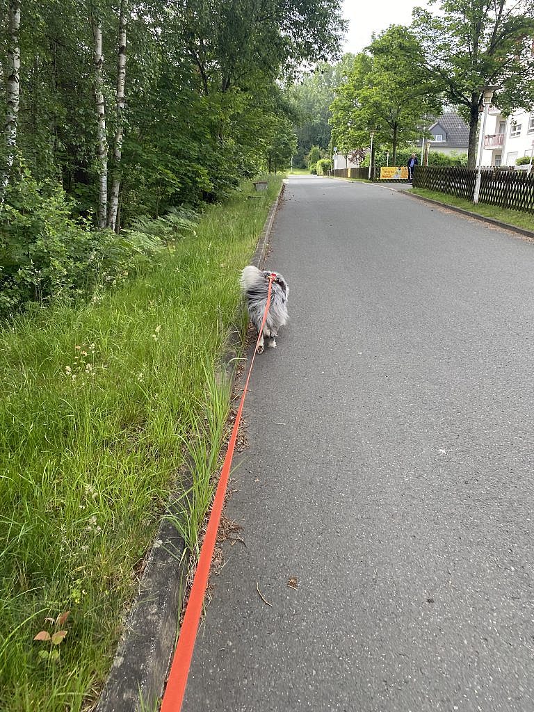 Hund trailt selbstständig entlang einer Straße beim Mantrailing in Thüringen