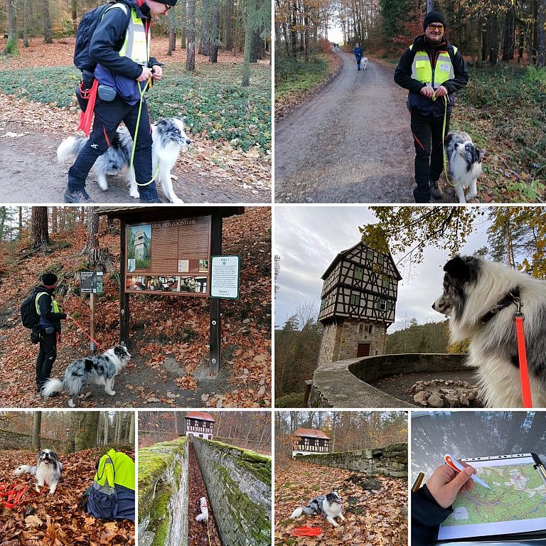 Mylo, Border Collie Rüde, beim Mantrailing-Training in Thüringen