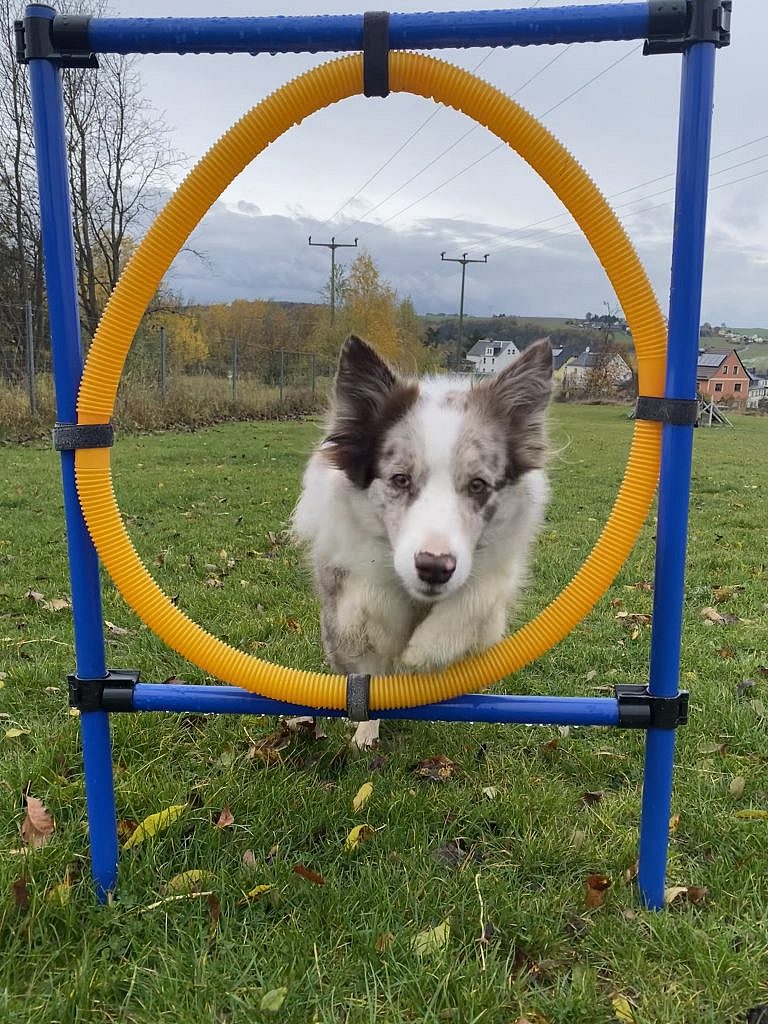 Mylo springt durch den Reifen beim Hundetraining in Thüringen