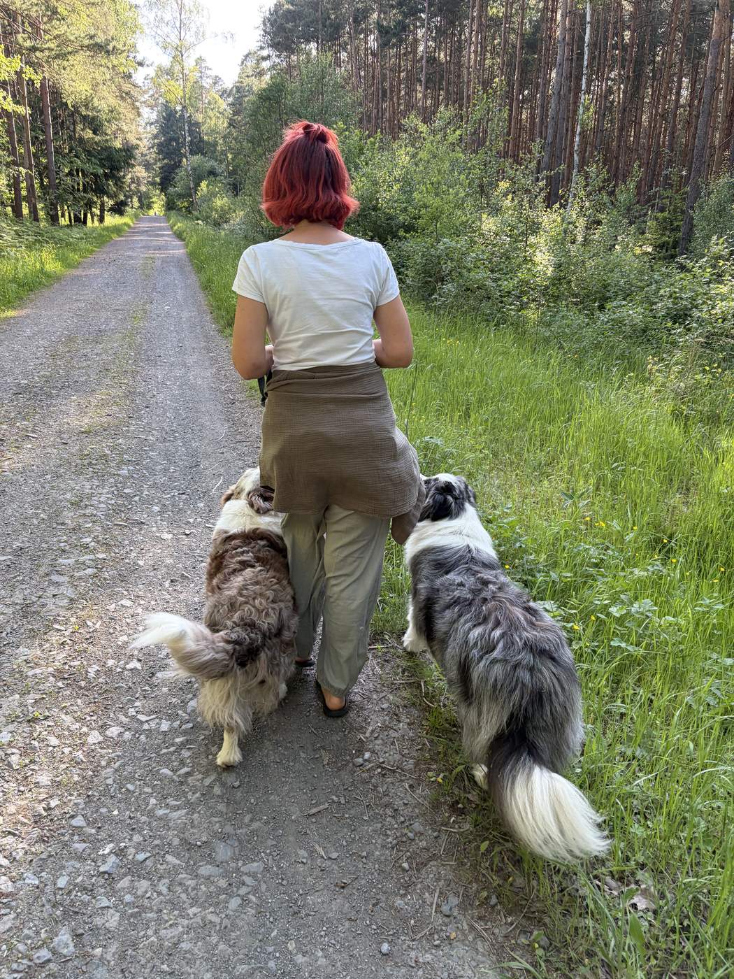 Spaziergang im Wald mit drei Hunden an entspannter Leine