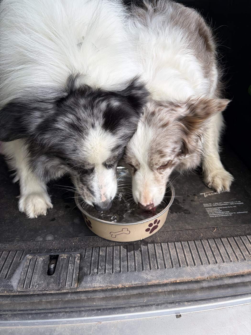 Zwei Hunde trinken gemeinsam aus einem Napf