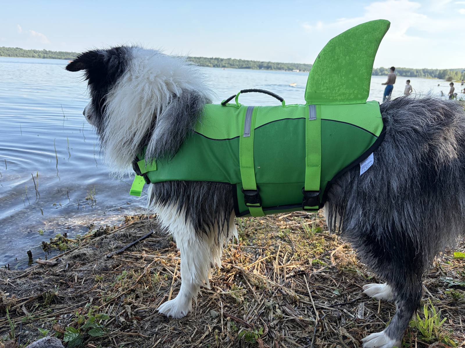 Warum Hunde mit Hitze ganz anders kämpfen als wir