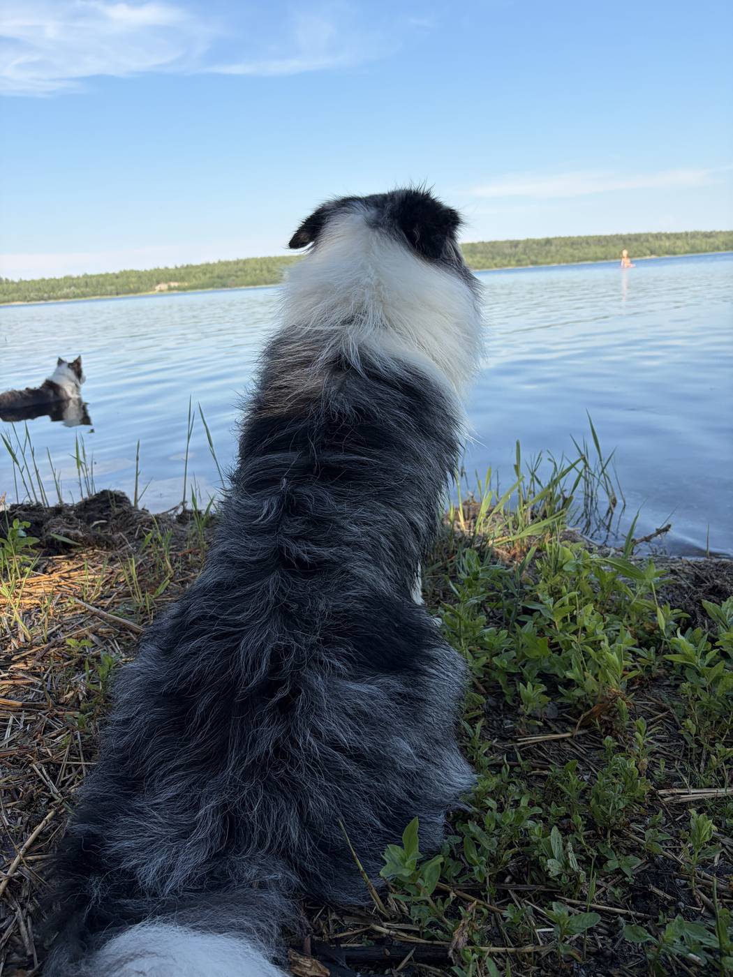 Hund beobachtet vom Ufer aus einen schwimmenden Hund im See