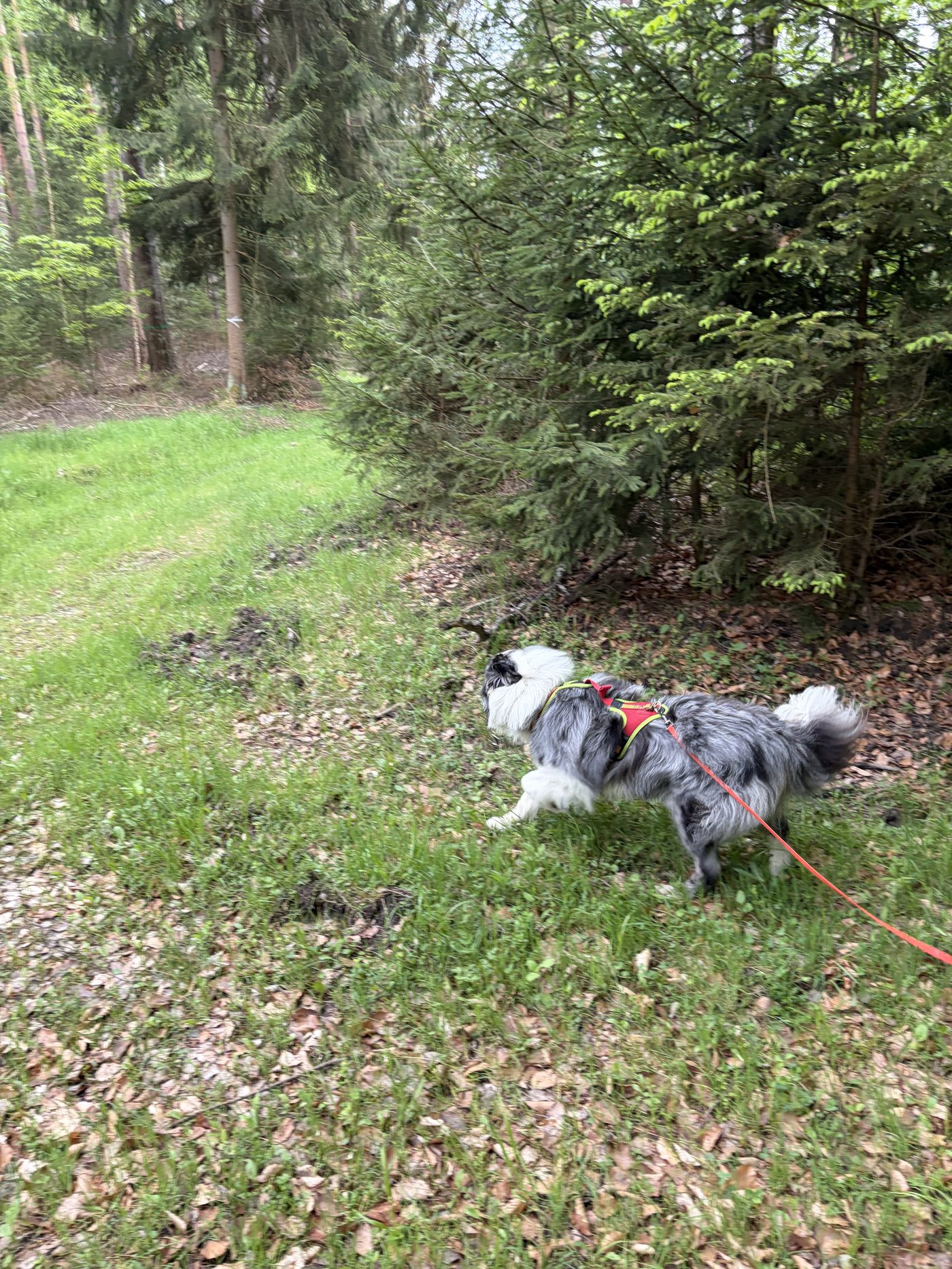 Konzentrierter Hund beim Mantrailing