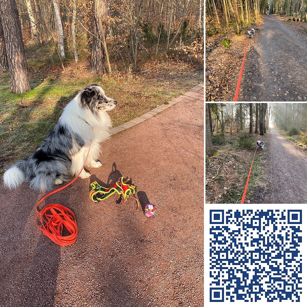 Mantrailing – Ein schöner Trainingstag für Mylo und mich